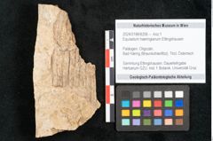 Foto (Objekt + Etikett) von Equisetum haeringianum Ettingshausen (NHMW-GEO-2024-0188-8206)